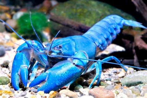yabbycasino.com|cherax destructor.
